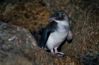 Tucnak nejmensi - Eudyptula minor - Little Penguin o9318